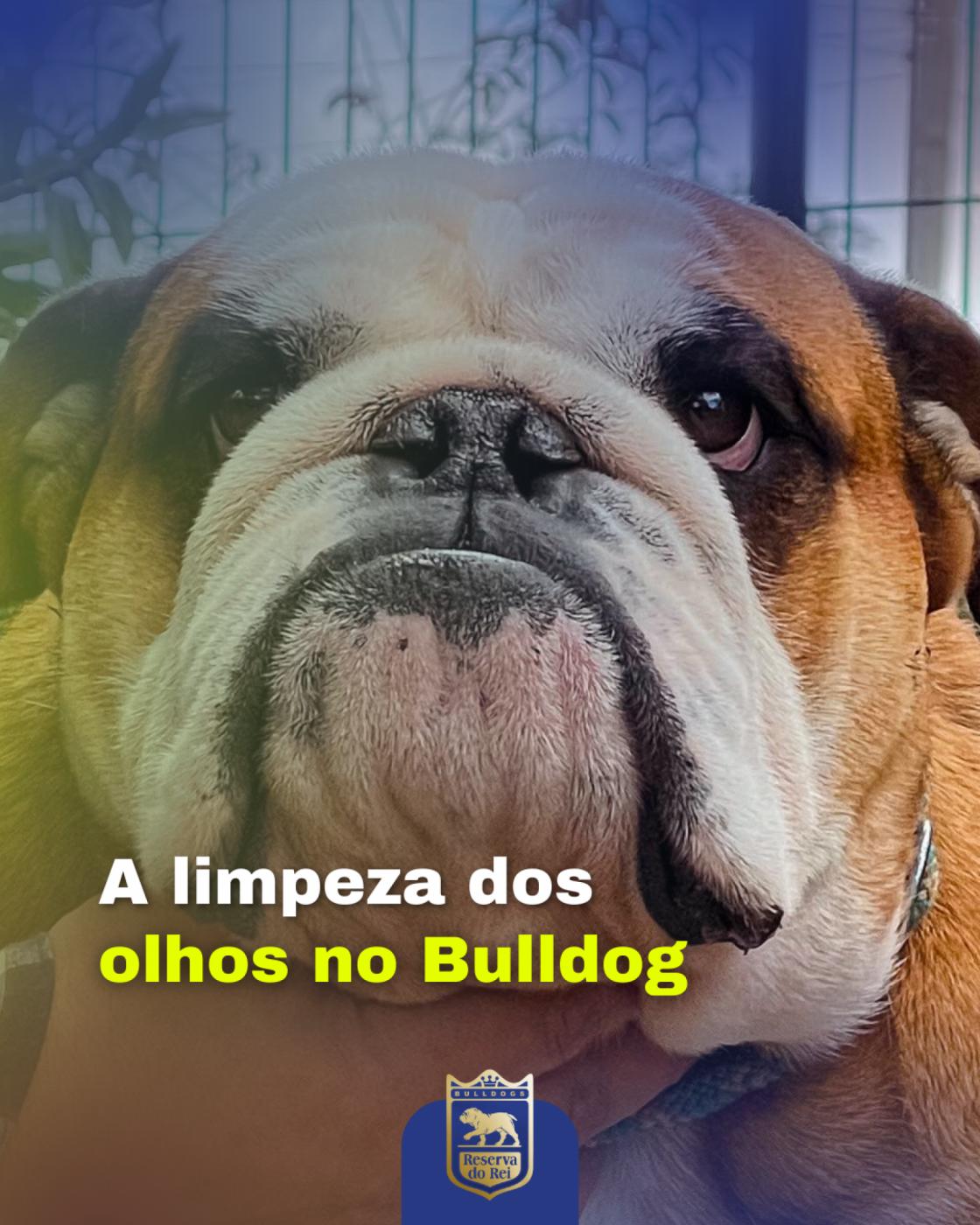 A limpeza nos olhos do Bulldog