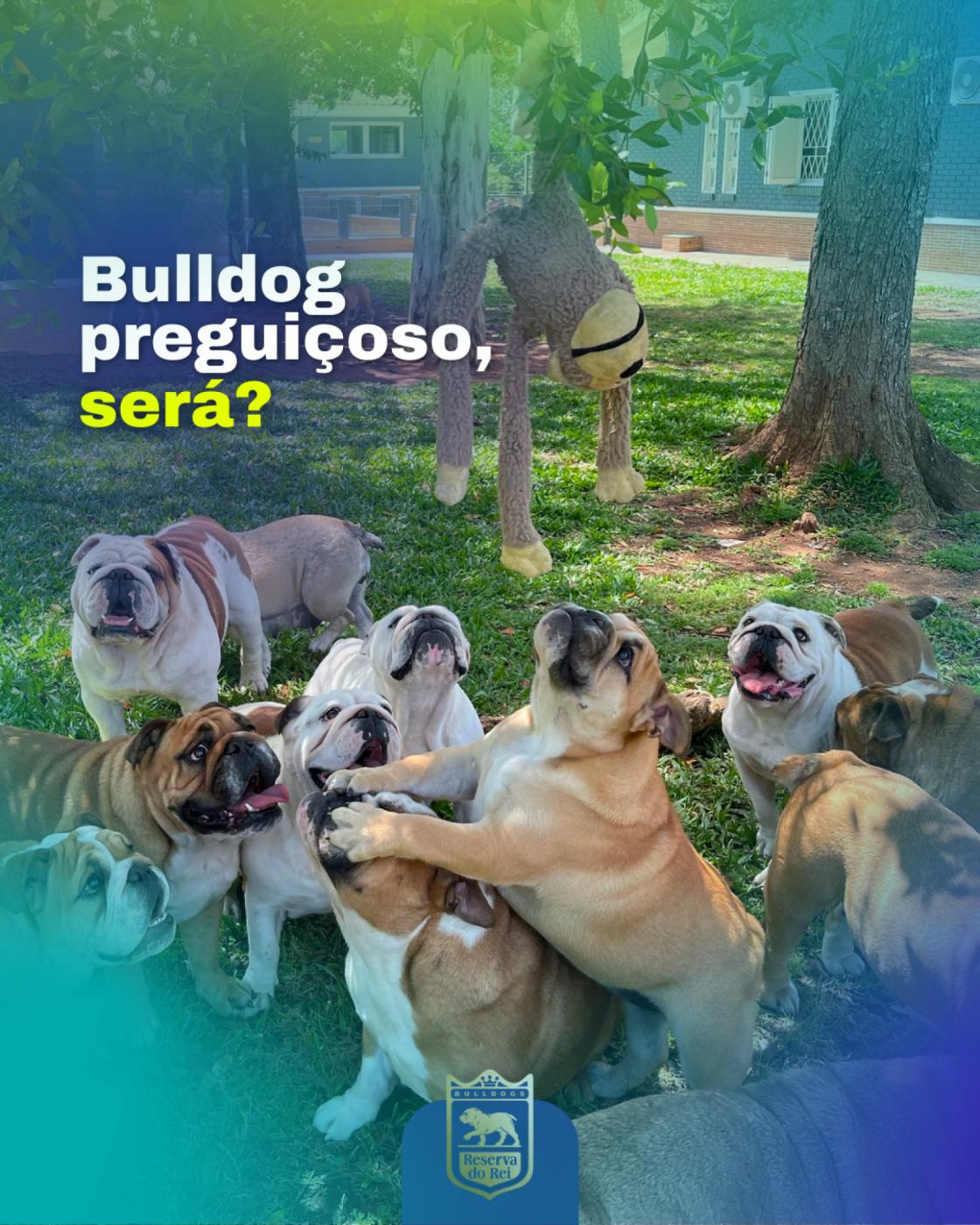 Bulldog preguiçoso, será?