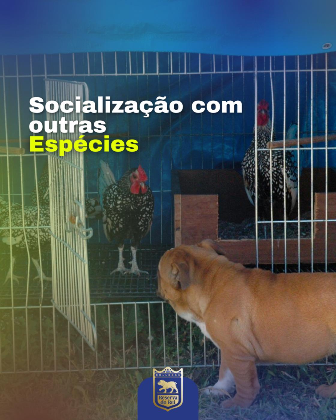 Socialização com outras espécies