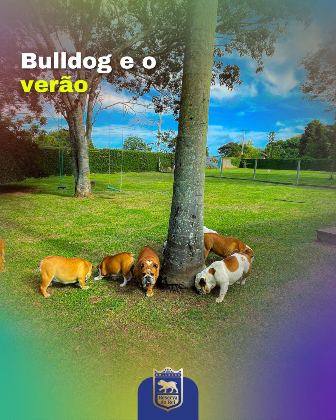 Bulldog e o verão