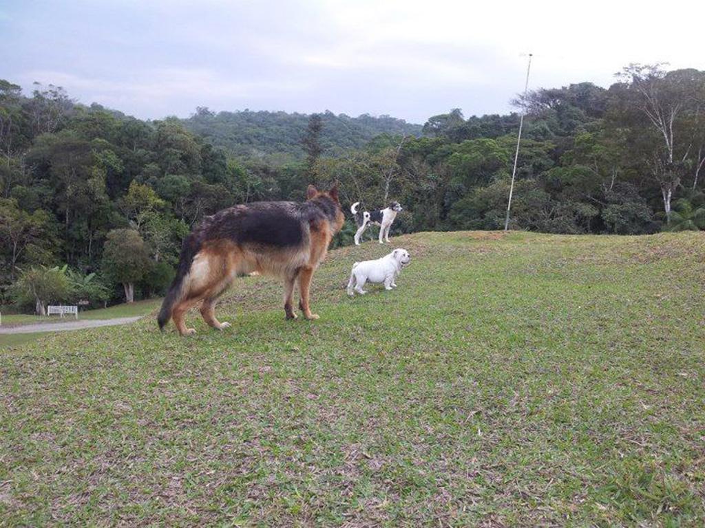 Reserva do Rei Fox Lady
