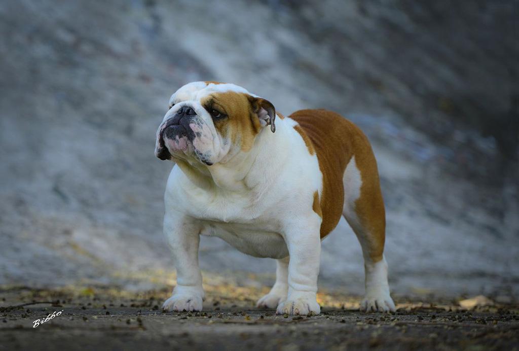 Meljane Bulldogs King George