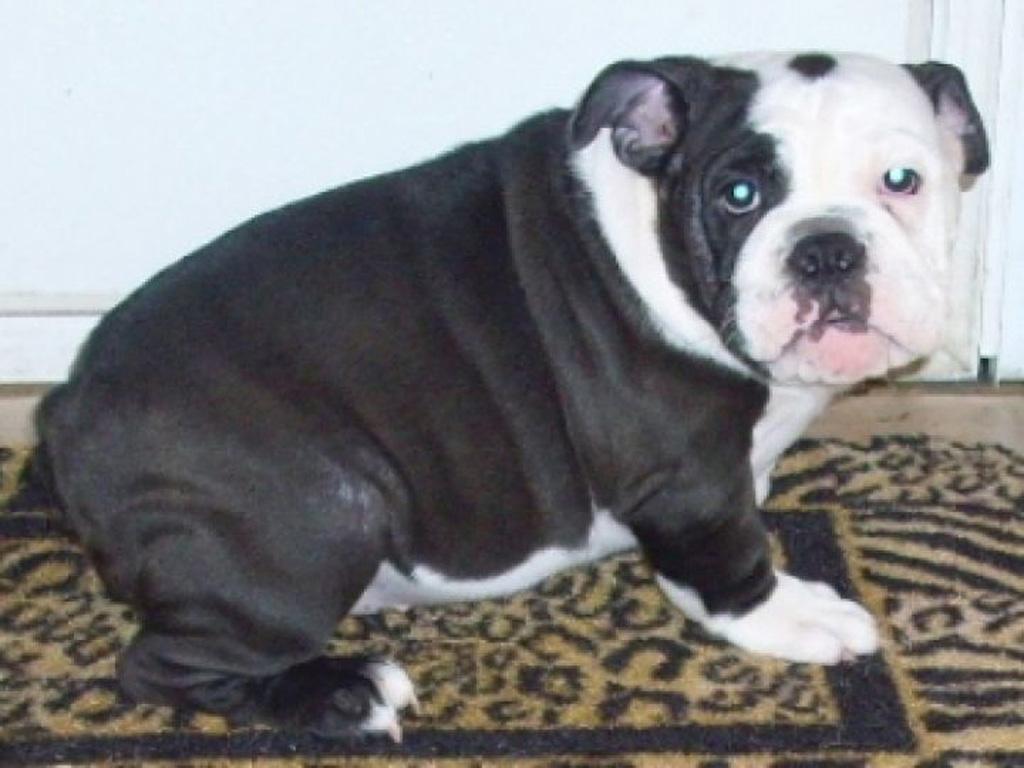 bulldog preto