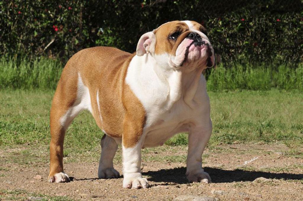 Meljane Bulldogs Sweet