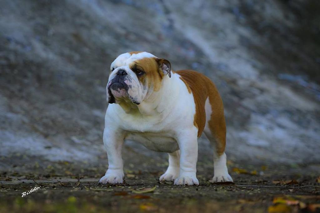 Meljane Bulldogs King George