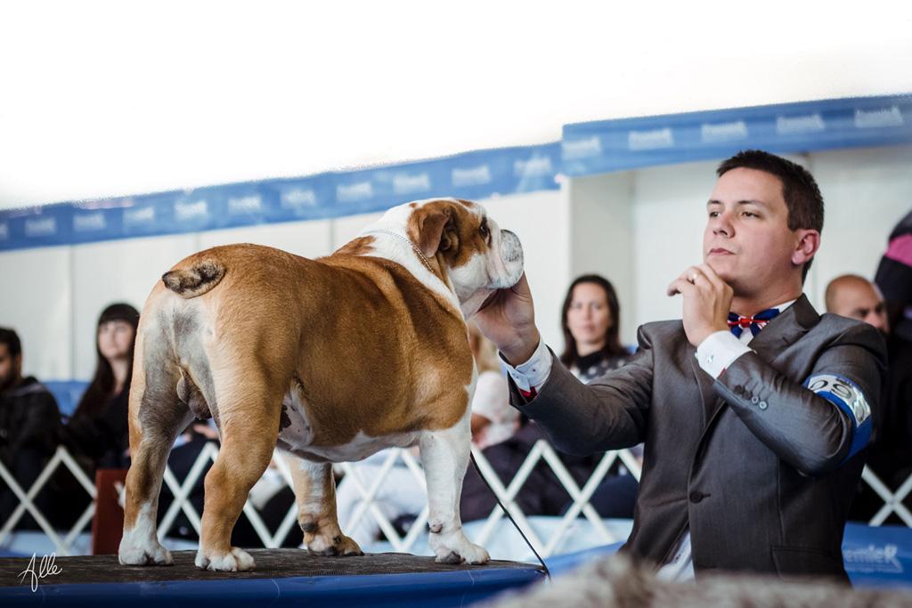 Gongarbulls Pompidou BISS Mr. Glynn Payne (UK)