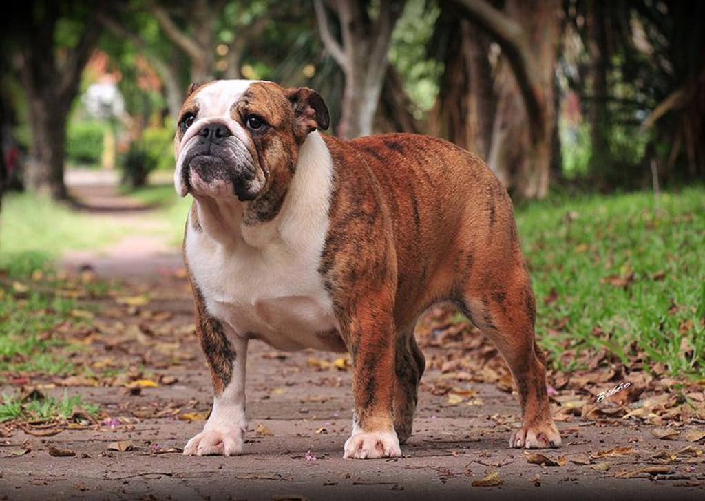 Prideofbully Inspiration