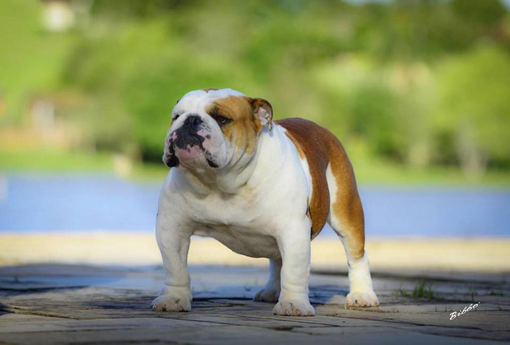 Meljane Bulldogs King George