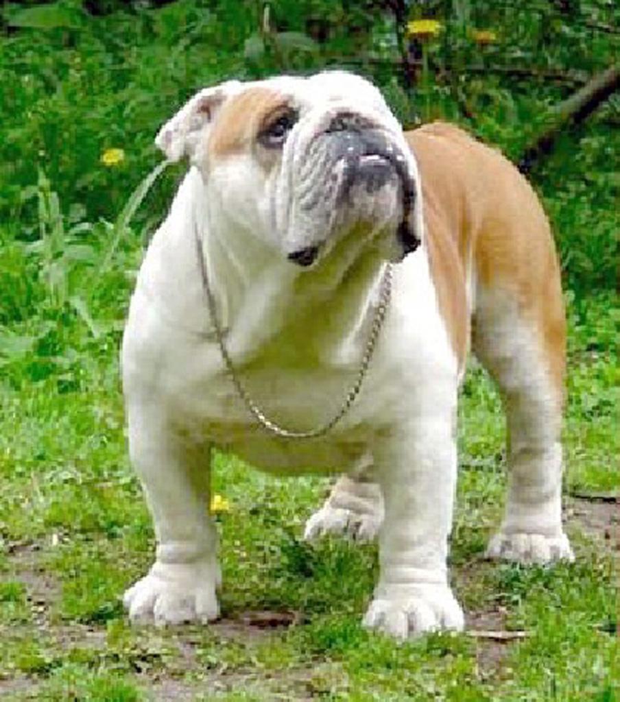Bulldog Of The Year 2007