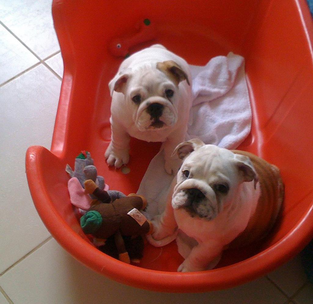Meg e Dully