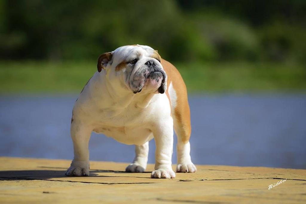 Meljane Bulldogs King George