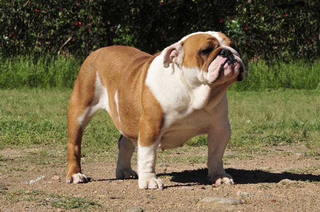 Meljane Bulldogs Sweet