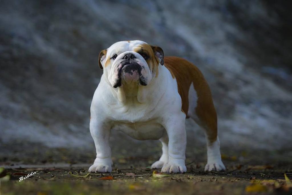 Meljane Bulldogs King George