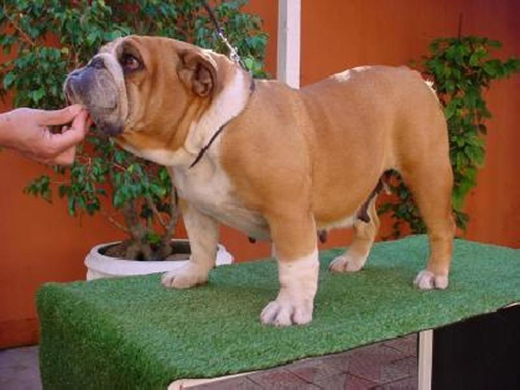 Agnes P.B.do Bulldog Urbano