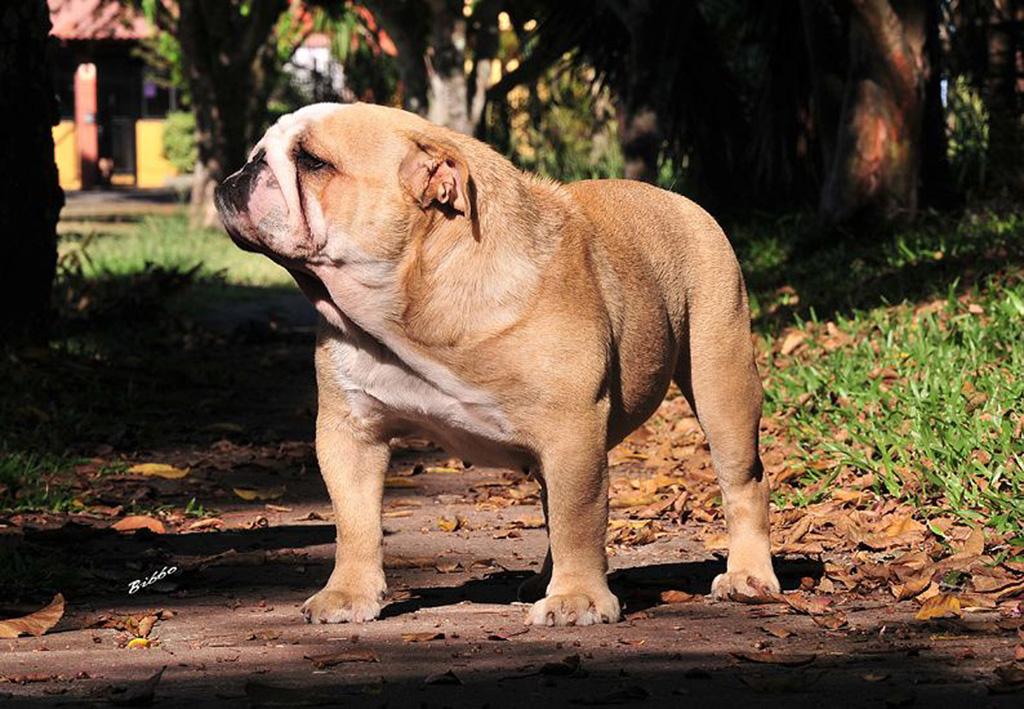 Meljane Bulldogs Louise