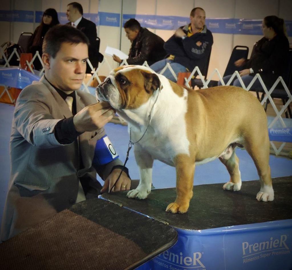 Gongarbulls Pompidou BISS Mr. Glynn Payne (UK)