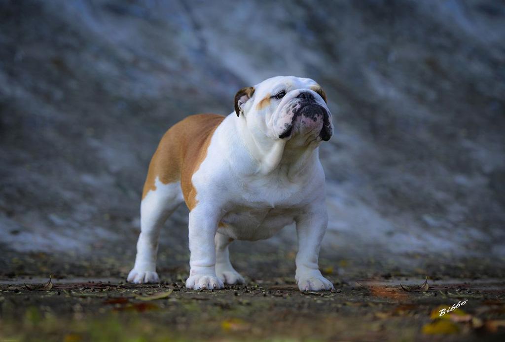 Meljane Bulldogs King George