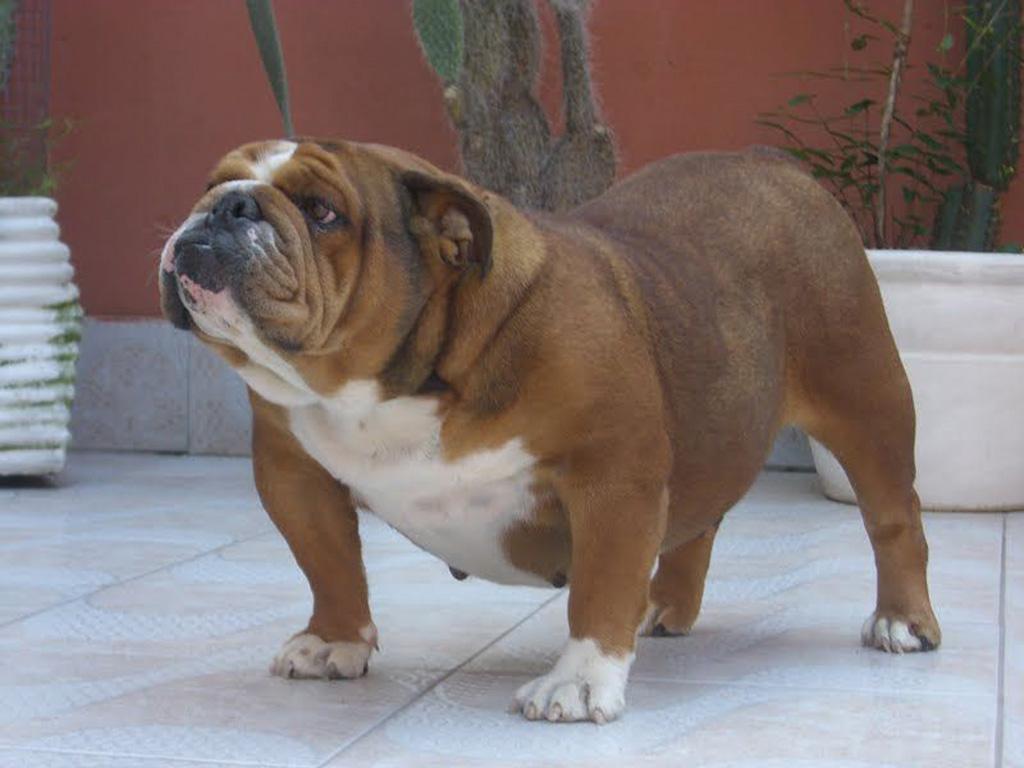 Bibba