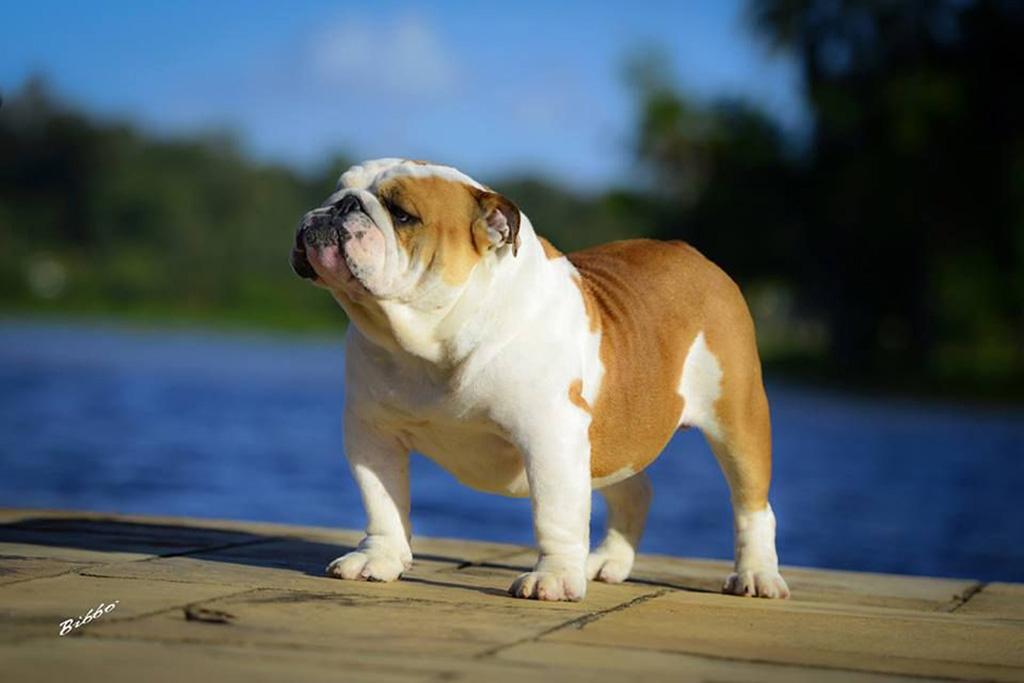 Meljane Bulldogs King George