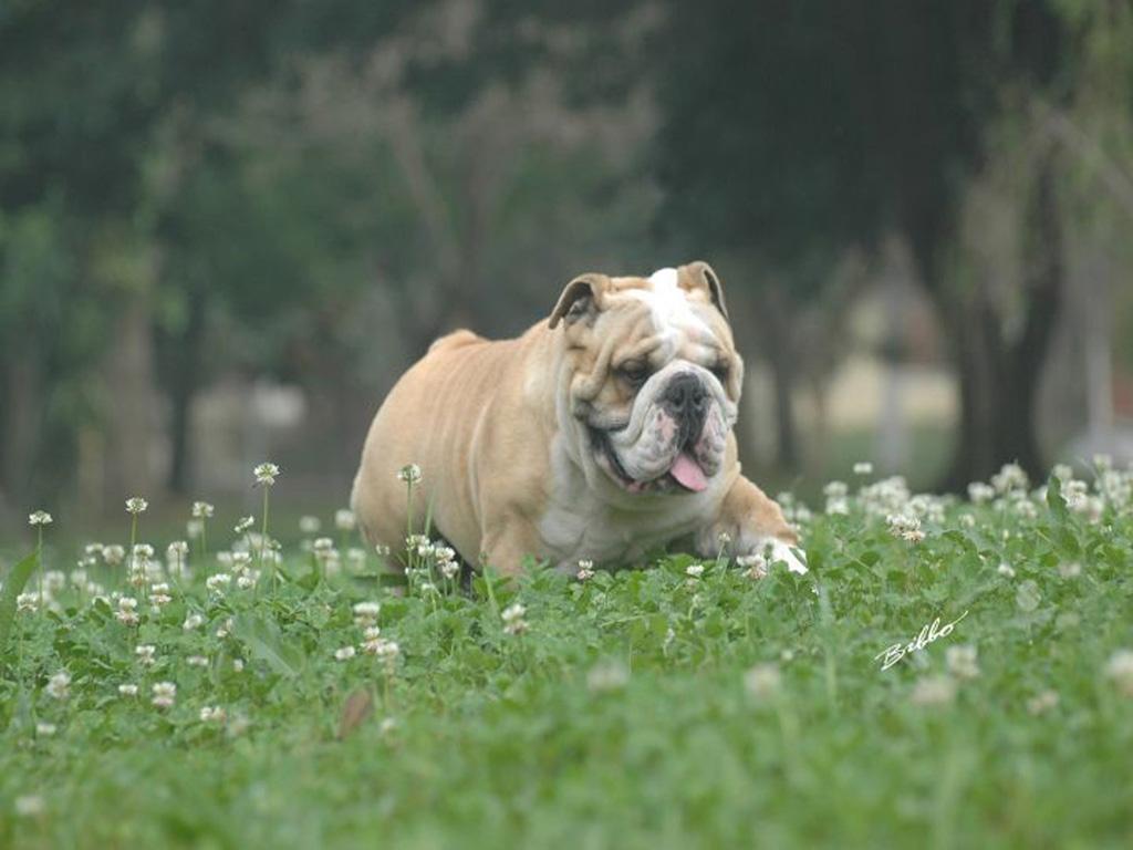 Movimento do bulldog