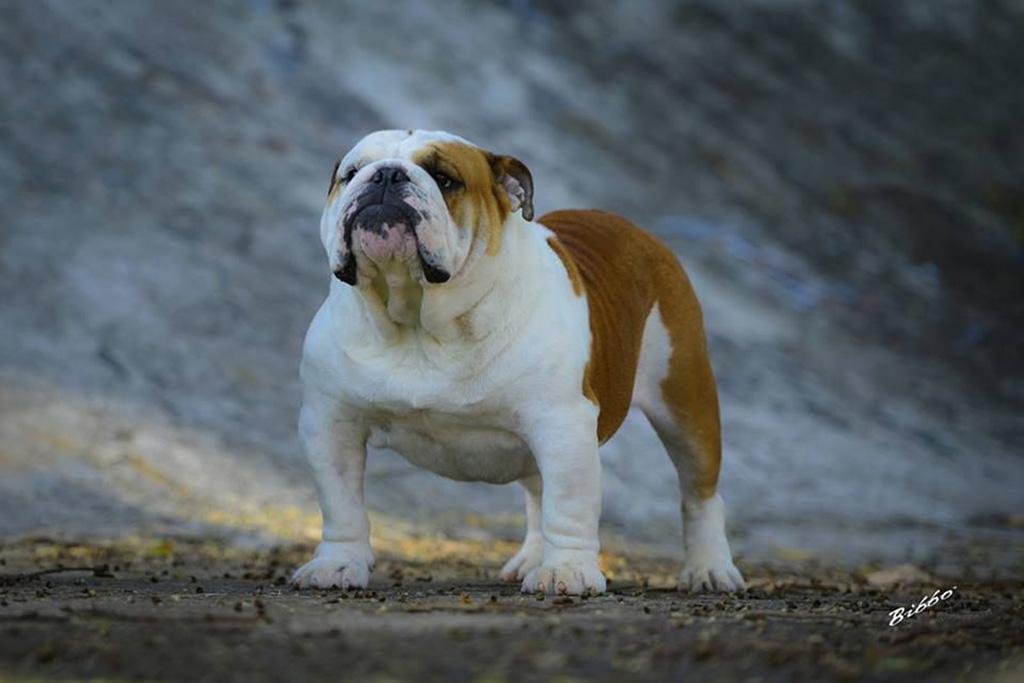 Meljane Bulldogs King George