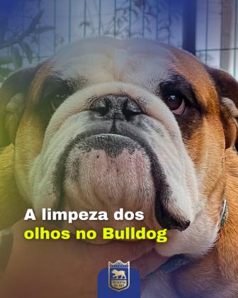 A limpeza dos olhos no Bulldog