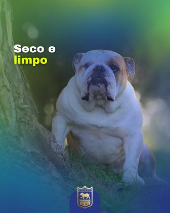 Seco e limpo