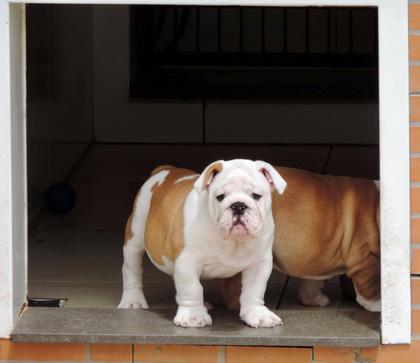 Lindo machinho a venda - prop. Rita e família