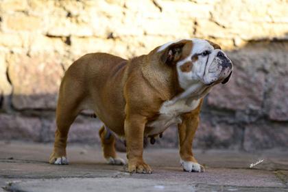 Atualizamos as fotos de alguns de nossos Bulldogs!