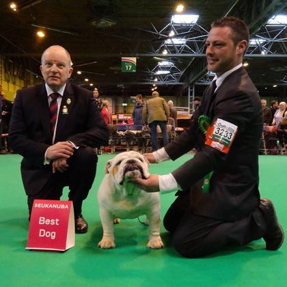 Irmão de ninhada de nosso George vence a Raça no CRUFTS 2016